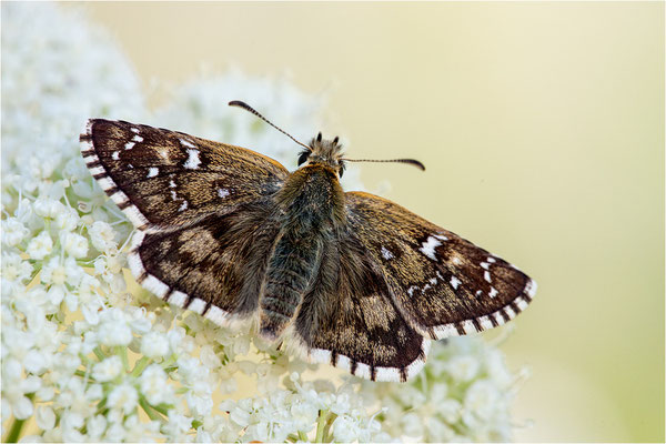 Sonnenröschen-Würfel-Dickkopffalter (Pyrgus alveus), Frankreich, Dep. Alpes-de-Haute-Provence, 1.900m
