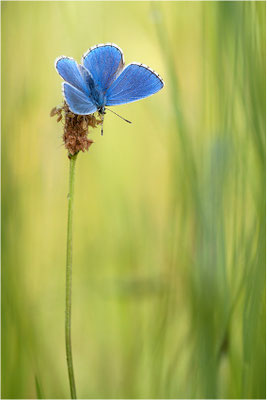 Himmelblauer Bläuling (Polyommatus bellargus), Männchen, Deutschland, Baden-Württemberg