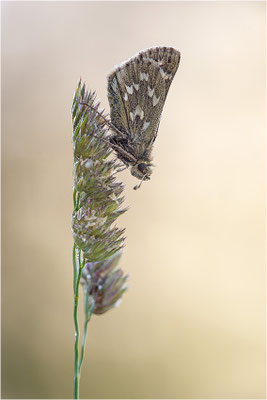 Komma-Dickkopffalter (Hesperia comma), Italien, Aosta
