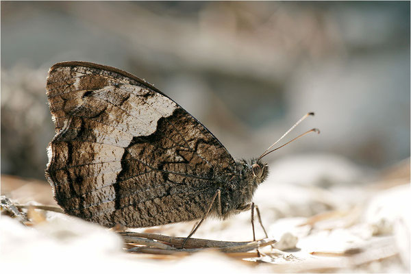 Großer Waldportier (Hipparchia fagi), Frankreich, Drôme