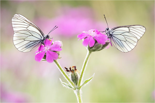 Baumweißling (Aporia crataegi), Italien, Region Aostatal, 1400m