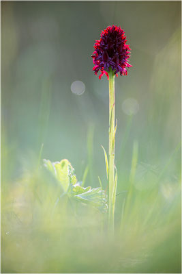 Schwarzes Kohlröschen (Nigritella nigra), Schweden, Jämtland