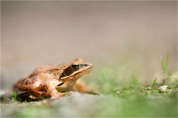 Springfrosch (Rana dalmatina), Deutschland, Baden-Württemberg