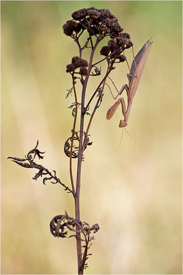Europäische Gottesanbeterin (Mantis religiosa), Weibchen, Deutschland, Baden-Württemberg