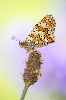 Wegerich-Scheckenfalter (Melitaea cinxia), Deutschland, Baden-Württemberg, Kaiserstuhl
