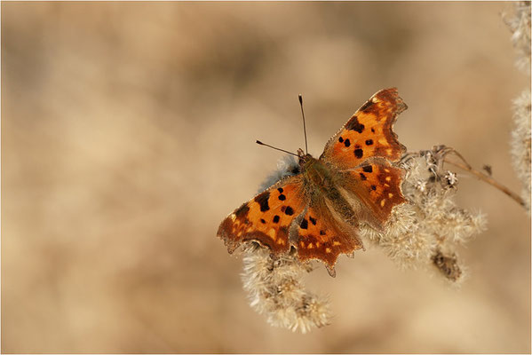 C-Falter (Polygonia c-album), Deutschland, Baden-Württemberg