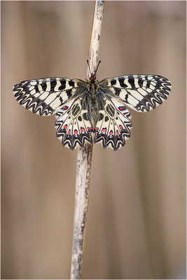 Südlicher Osterluzeifalter (Zerynthia polyxena), Weibchen, Frankreich, Aude