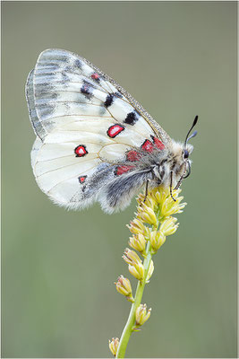 Hochalpen-Apollo (Parnassius sacerdos), Männchen, Italien, Region Aostatal, 2.700m