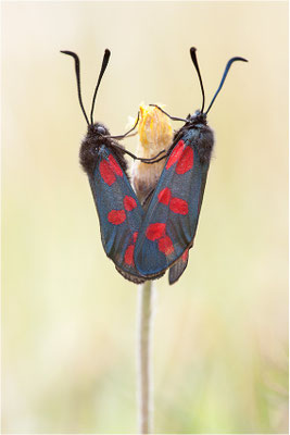 Sechsfleck-Widderchen (Zygaena filipendulae), Paarung, Schweiz, Wallis