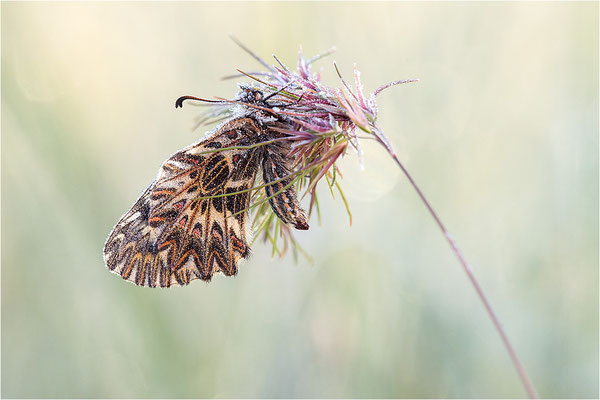 Südlicher Osterluzeifalter (Zerynthia polyxena), Männchen, Frankreich, Ardèche