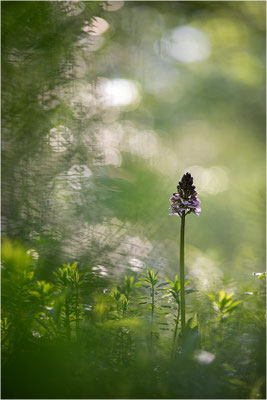 Purpur-Knabenkraut (Orchis purpurea), Deutschland, Baden-Württemberg