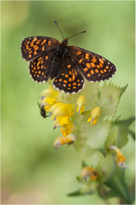 Ehrenpreis-Scheckenfalter (Melitaea aurelia), Weibchen, Schweiz, Wallis