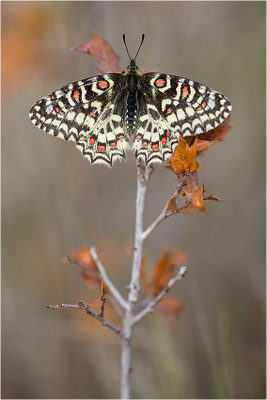 Spanischer Osterluzeifalter (Zerynthia rumina), Frankreich, Bouches-du-Rhône