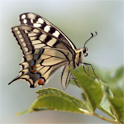 Schwalbenschwanz (Papilio machaon), Frankreich, Haute-Loire