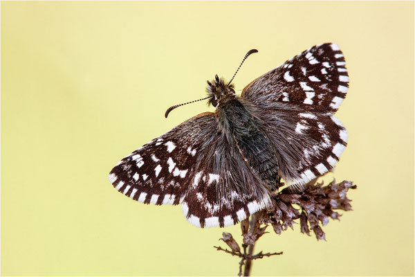 Amboßfleck Würfel-Dickkopffalter (Pyrgus onopordi), Frankreich, Dep. Isere
