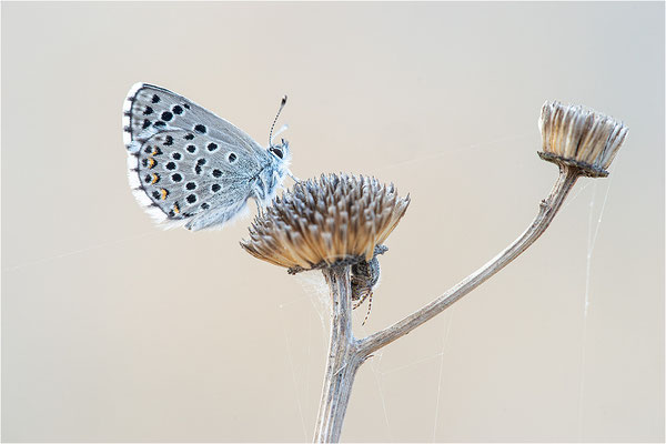 Blaugrauer Bläuling (Pseudophilotes batis), Frankreich, Aude