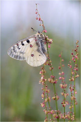 Hochalpen-Apollo (Parnassius phoebus), Italien, Region Aostatal