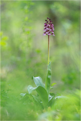 Purpur-Knabenkraut (Orchis purpurea), Deutschland, Baden-Württemberg
