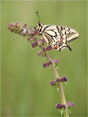 Schwalbenschwanz (Papilio machaon), Deutschland, Baden-Württemberg