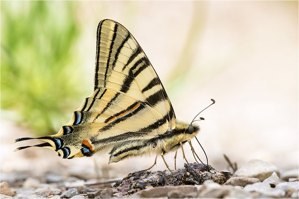 Segelfalter (Iphiclides podalirius), Frankreich, Drôme