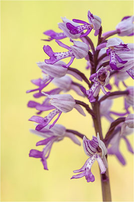 Helm-Knabenkraut (Orchis militaris), Deutschland, Baden-Württemberg