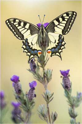 Schwalbenschwanz (Papilio machaon), Frankreich, Dep. Var