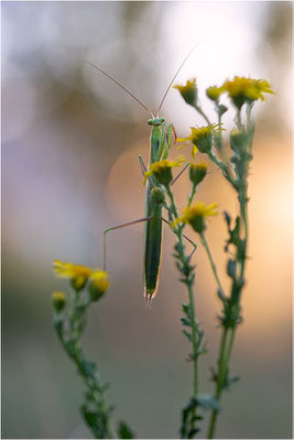 Europäische Gottesanbeterin (Mantis religiosa), Männchen, Deutschland, Baden-Württemberg