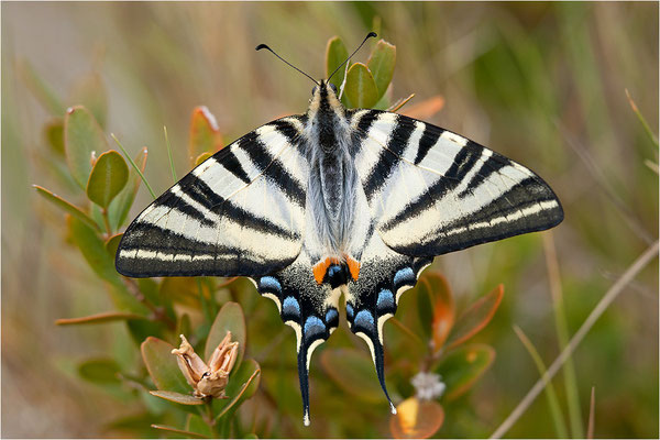 Segelfalter (Iphiclides podalirius), Frankreich, Ardèche