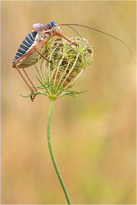 Steppen-Sattelschrecke (Ephippiger diurnus), Männchen, Spanien, Lleida