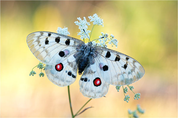 Roter Apollo (Parnassius apollo apollo), Schweden, Södermanlands län