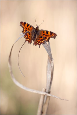 C-Falter (Polygonia c-album), Deutschland, Baden-Württemberg
