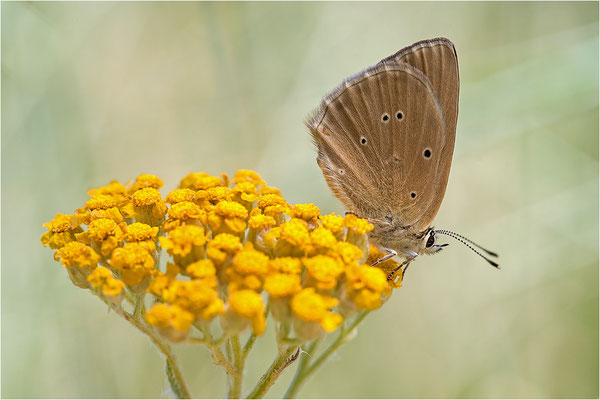 Piedmont-Bläuling (Polyommatus humedasae), Italien, Aosta