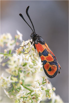 Zygaena hilaris, Frankreich, Savoye