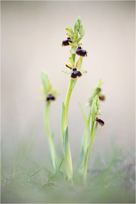 Ophrys passionis, Bouches-du-Rhône