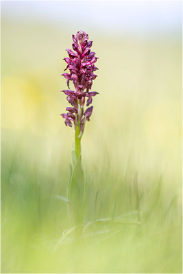 Wanzen-Spitzorchis (Anacamptis coriophora), Dep. Aveyron, Frankreich