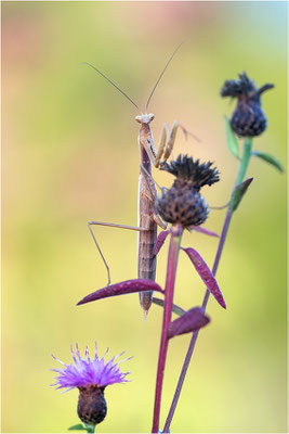 Europäische Gottesanbeterin (Mantis religiosa), Männchen, Deutschland, Baden-Württemberg