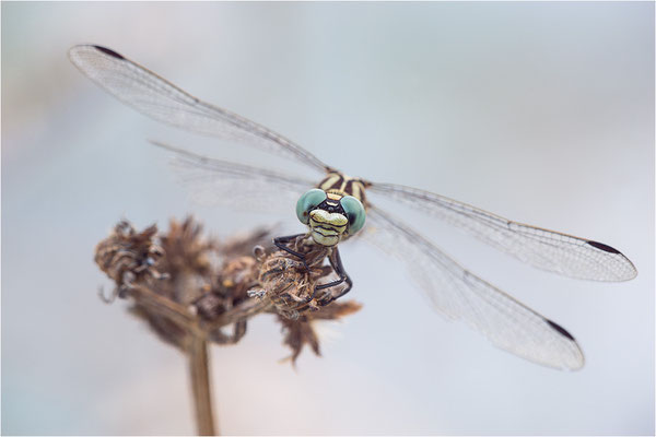 Kleine Zangenlibelle (Onychogomphus forcipatus unguiculatus), Männchen, Frankreich, Drôme