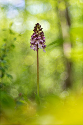 Purpur-Knabenkraut (Orchis purpurea), Deutschland, Baden-Württemberg