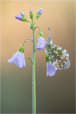 Aurorafalter (Anthocharis cardamines), Männchen, Deutschland, Baden-Württemberg