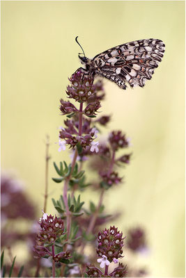 Spanischer Osterluzeifalter (Zerynthia rumina), Männchen, Frankreich, Ardèche