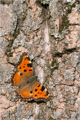 Großer Fuchs (Nymphalis polychloros), Deutschland, Baden-Württemberg