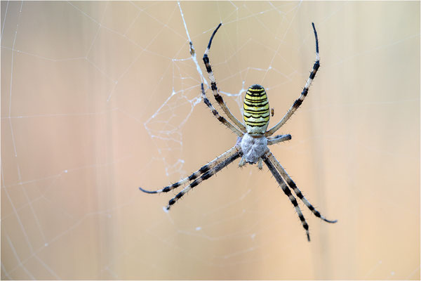 Wespenspinne (Argiope bruennichi), Frankreich, Dep. Ardèche