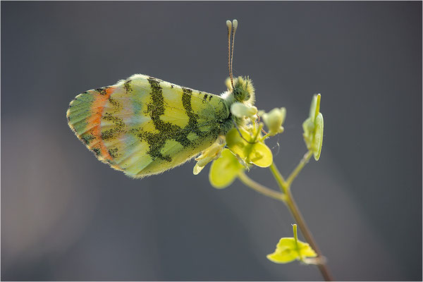 Gelber Aurorafalter (Anthocharis euphenoides), Männchen, Frankreich, Ardèche