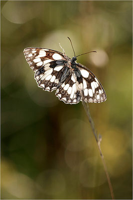 Schachbrettfalter (Melanargia galathea), Männchen, Deutschland, Baden-Württemberg