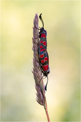 Esparsetten-Widderchen (Zygaena carniolica), Frankreich, Dep. Jura