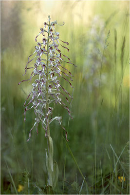 Bocks-Riemenzunge (Himantoglossum hircinum), Deutschland, Baden-Württemberg