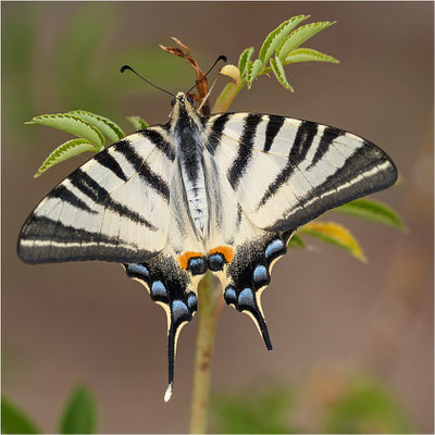 Segelfalter (Iphiclides podalirius), Frankreich, Ardèche