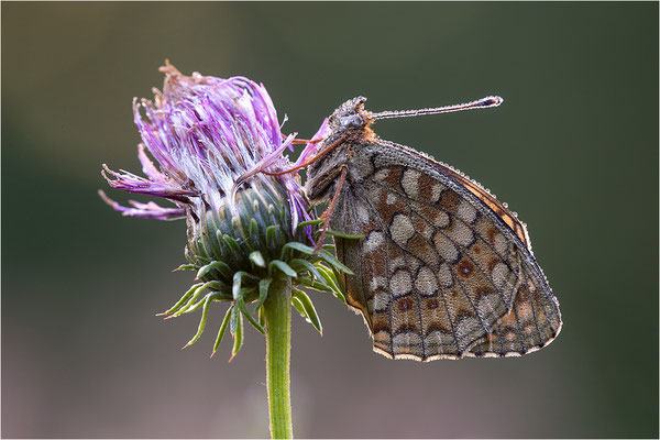 Stiefmütterchen-Perlmutterfalter (Argynnis niobe), Italien, Region Aostatal, 2000m