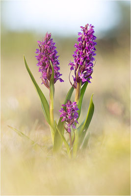 Fleischfarbene Fingerwurz (Dactylorhiza incarnata), Schweden, Gotland