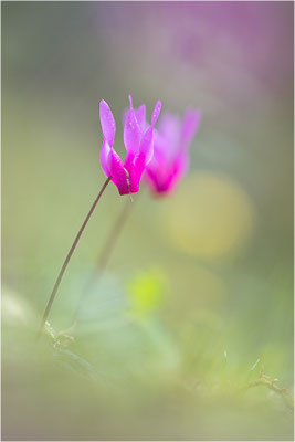 Geschweiftblättriges Alpenveilchen (Cyclamen repandum), Korsika, Frankreich